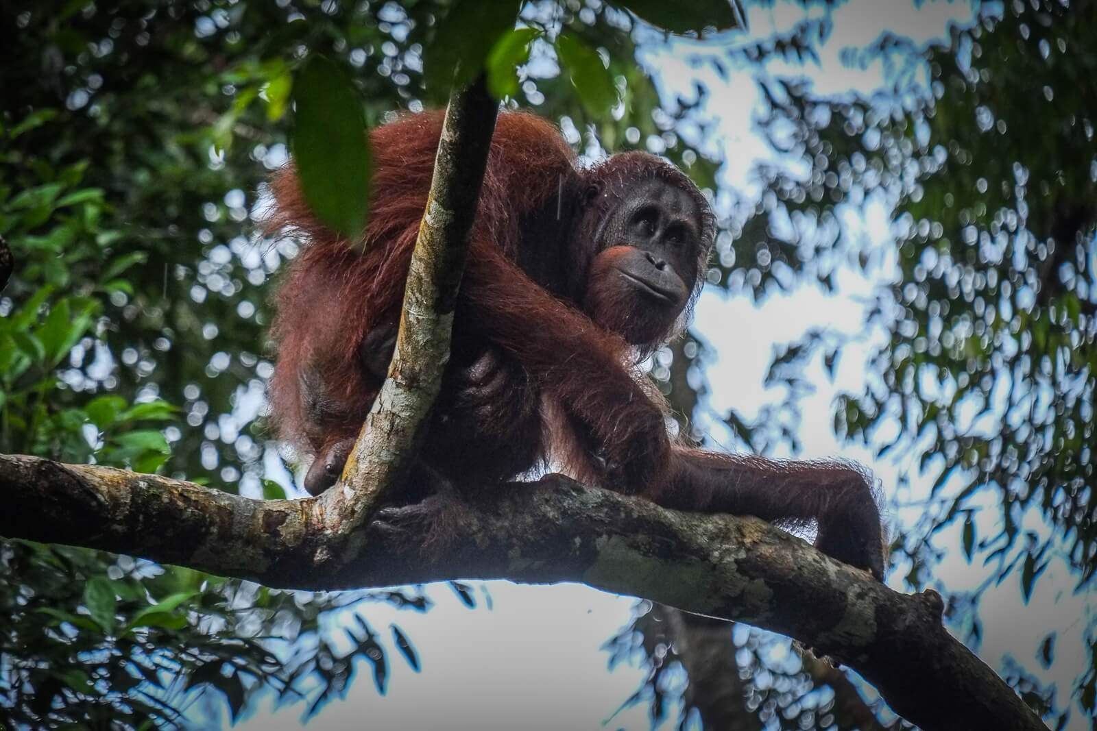 10 Pakej Lawatan Ke Sarawak Yang Anda Pasti Suka Di MATTA Fair 2018 10 Pakej Lawatan Ke Sarawak Yang Anda Pasti Suka Di MATTA Fair 2018