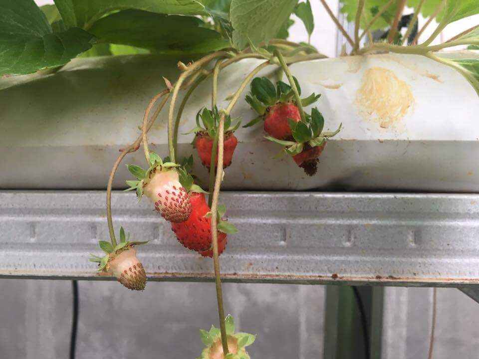 Percaya Atau Tidak, Kini Terdapat Ladang Strawberry Di Kuching!