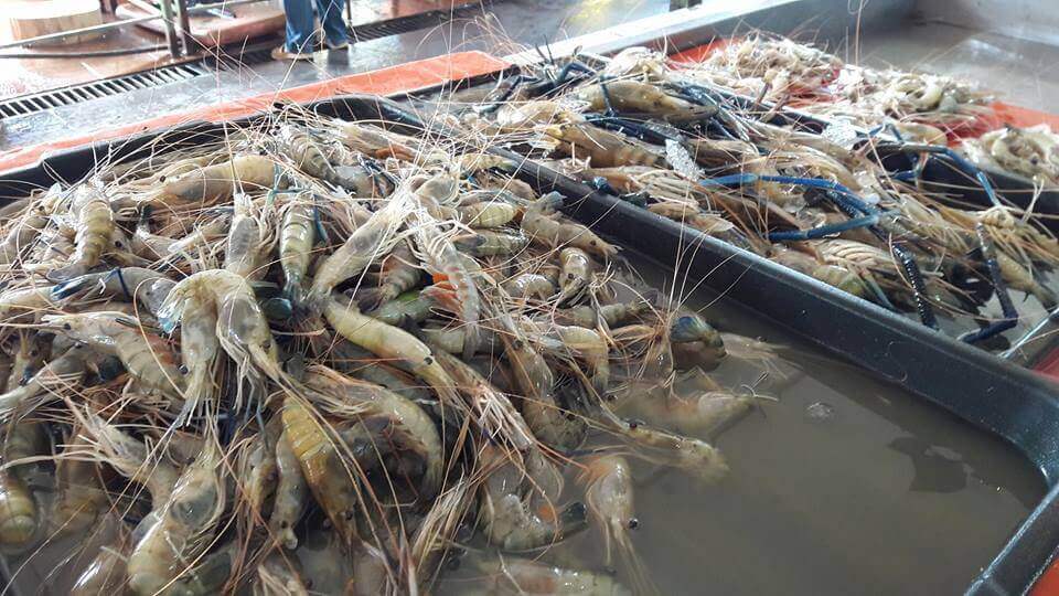 Lambakan Udang Sungai Di Simunjan, Sesuai Untuk Penggemar Udang!