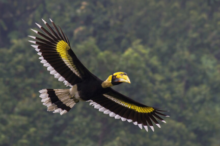 Kenali 10 Jenis Burung Kenyalang, 3 Paling Common Di Sarawak