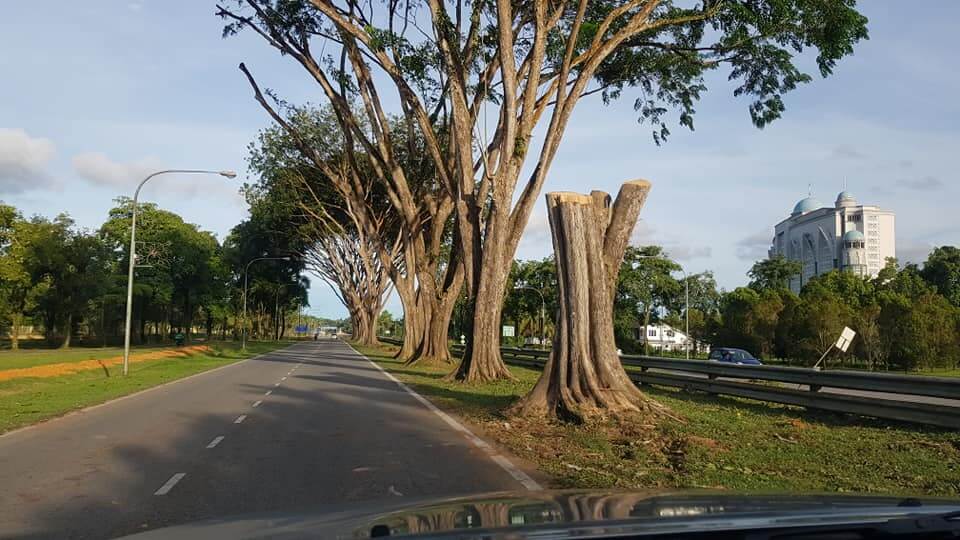 Ini Rupanya Sebab Mengapa Pokok Angsana, Mercu Tanda Petrajaya Ditebang