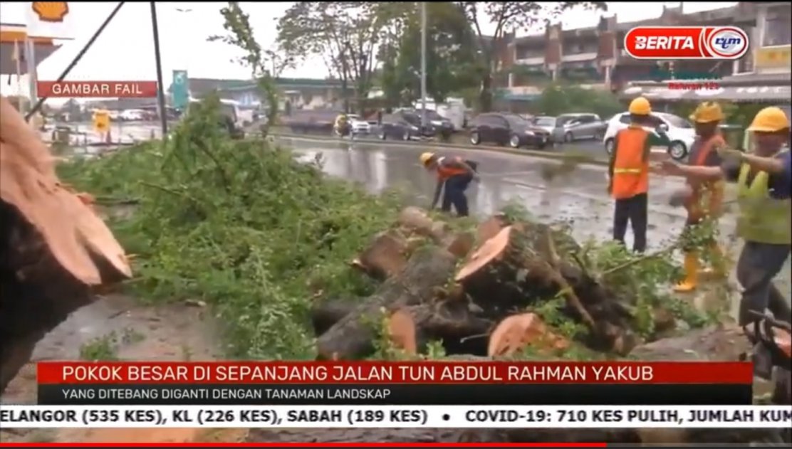 Ini Rupanya Sebab Mengapa Pokok Angsana, Mercu Tanda Petrajaya Ditebang