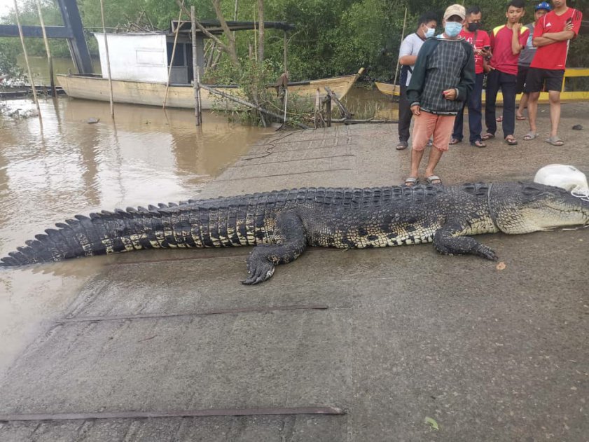 Pasukan Pemburu Buaya Di Kota Samarahan Berjaya Tangkap Buaya Seberat 500 Kilogram